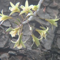 Dendrobium macrostachyum Lindl.